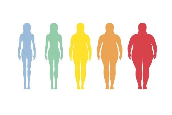Body Fat Percentage, Overweightness, and Obesity